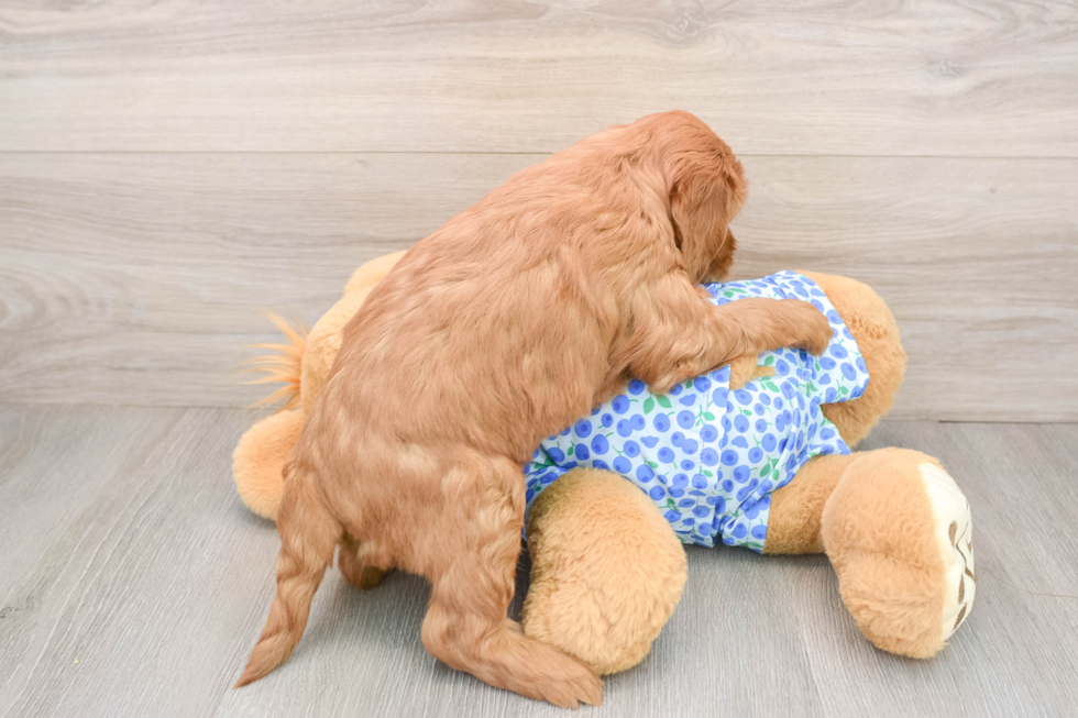 Mini Goldendoodle Puppy for Adoption