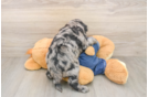 Mini Goldendoodle Puppy for Adoption