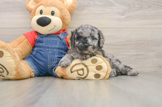 Small Mini Goldendoodle Baby
