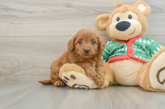 Mini Goldendoodle Pup Being Cute