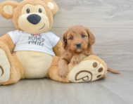 8 week old Mini Goldendoodle Puppy For Sale - Pilesgrove Pups