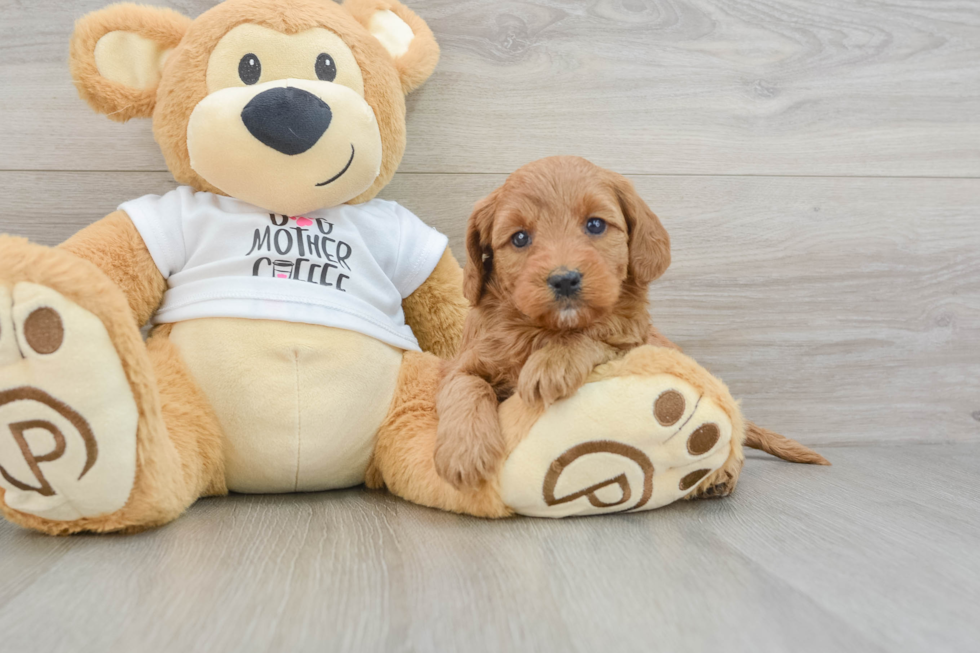 Best Mini Goldendoodle Baby