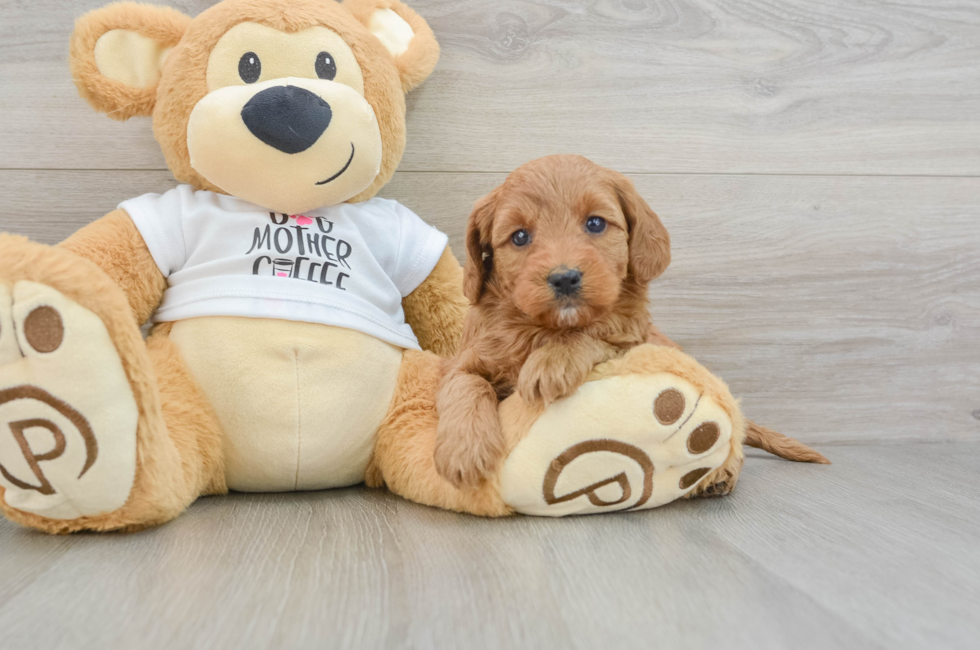 8 week old Mini Goldendoodle Puppy For Sale - Pilesgrove Pups