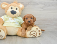 8 week old Mini Goldendoodle Puppy For Sale - Pilesgrove Pups