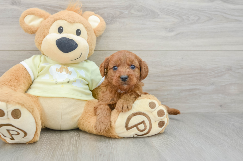 6 week old Mini Goldendoodle Puppy For Sale - Pilesgrove Pups