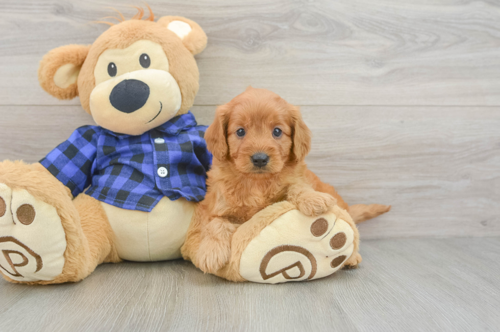 6 week old Mini Goldendoodle Puppy For Sale - Pilesgrove Pups