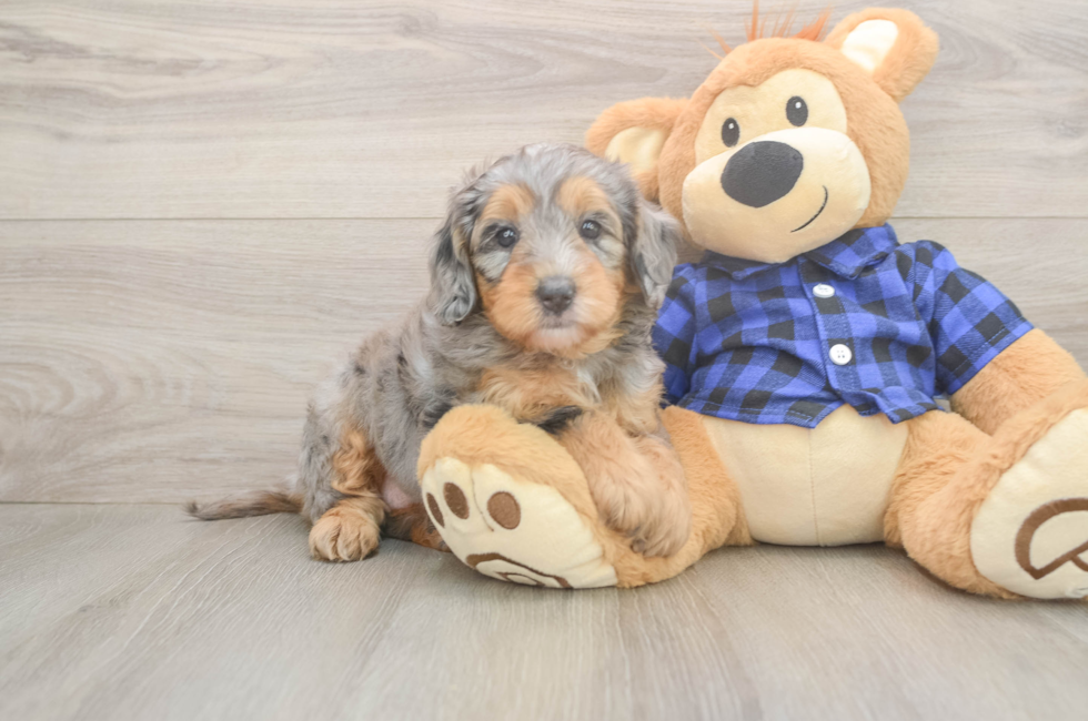5 week old Mini Goldendoodle Puppy For Sale - Pilesgrove Pups