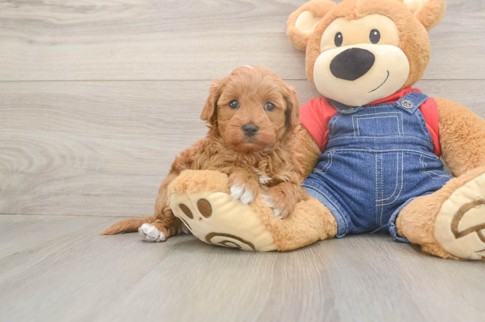 6 week old Mini Goldendoodle Puppy For Sale - Pilesgrove Pups