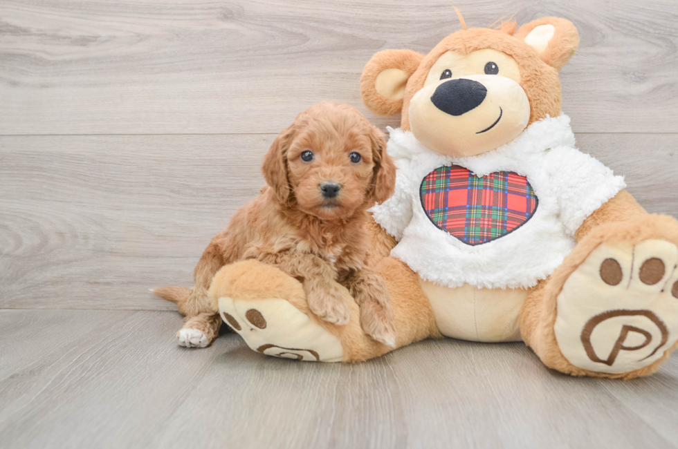 5 week old Mini Goldendoodle Puppy For Sale - Pilesgrove Pups