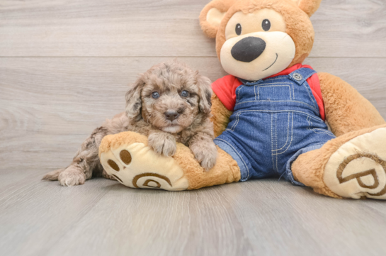Funny Mini Goldendoodle Poodle Mix Pup