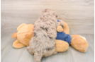 Best Mini Goldendoodle Baby