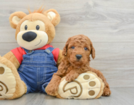 6 week old Mini Goldendoodle Puppy For Sale - Pilesgrove Pups