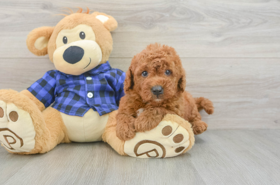 6 week old Mini Goldendoodle Puppy For Sale - Pilesgrove Pups