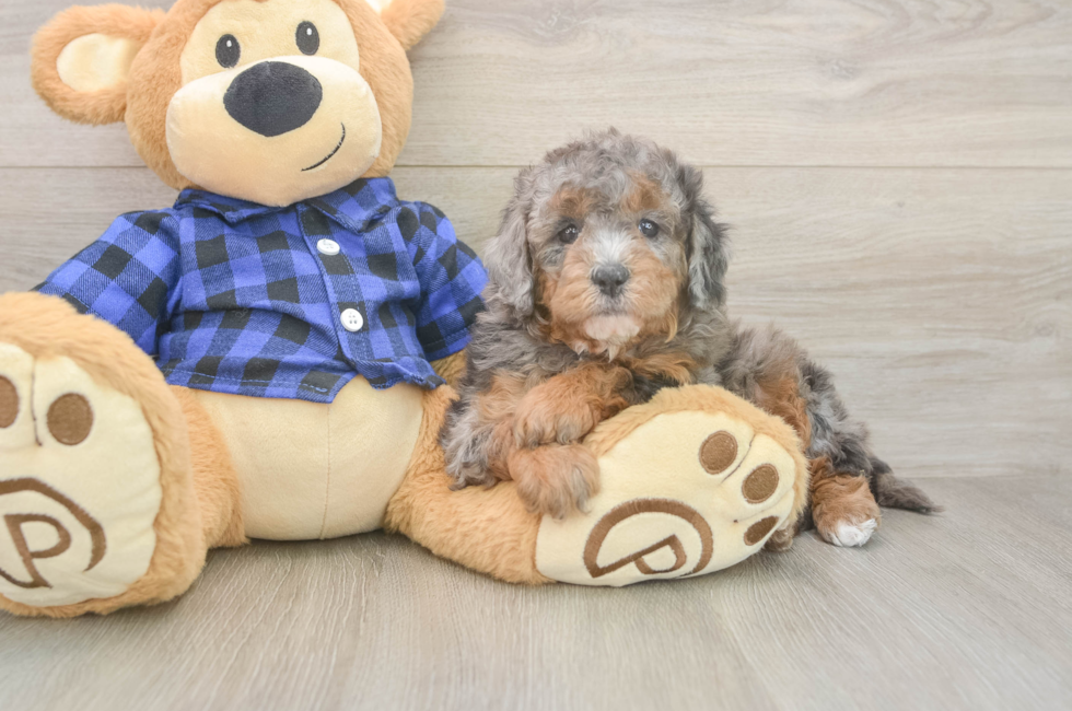 5 week old Mini Goldendoodle Puppy For Sale - Pilesgrove Pups