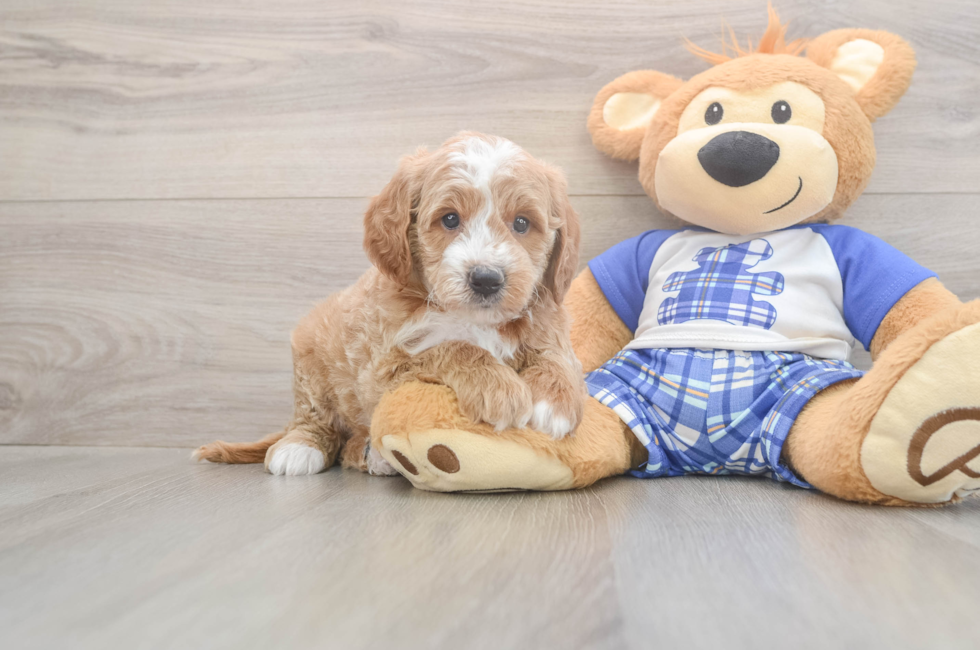 5 week old Mini Goldendoodle Puppy For Sale - Pilesgrove Pups