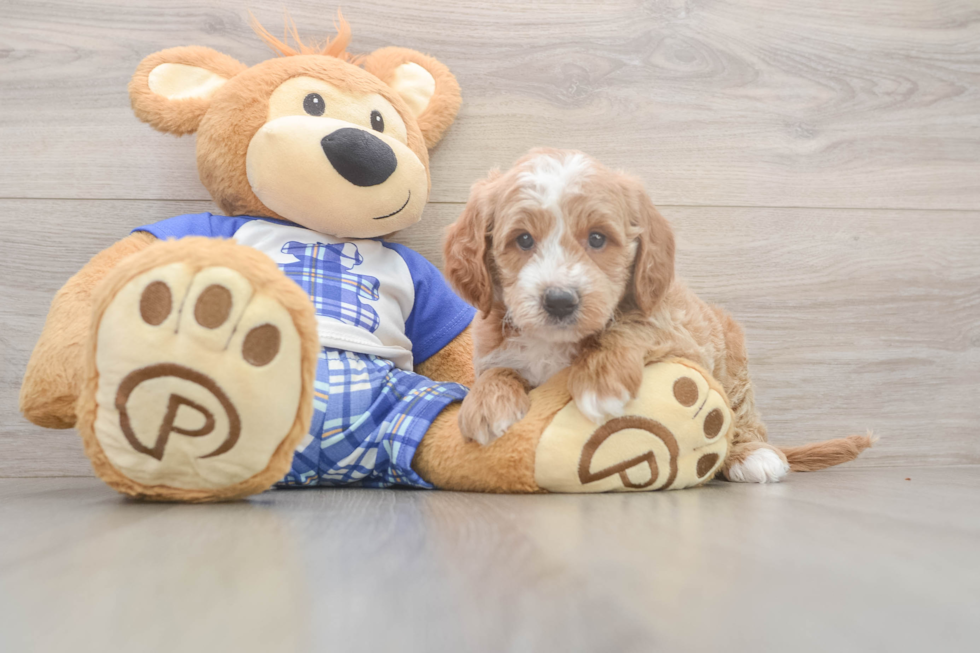 Cute Mini Goldendoodle Baby