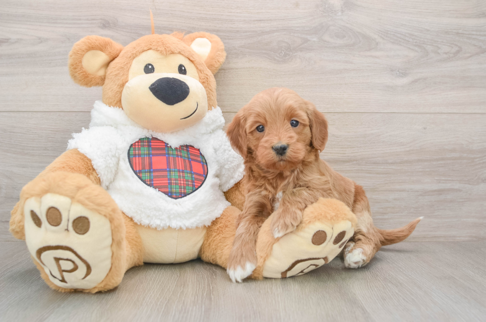5 week old Mini Goldendoodle Puppy For Sale - Pilesgrove Pups