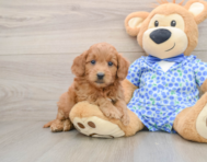 6 week old Mini Goldendoodle Puppy For Sale - Pilesgrove Pups