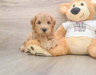 7 week old Mini Goldendoodle Puppy For Sale - Pilesgrove Pups