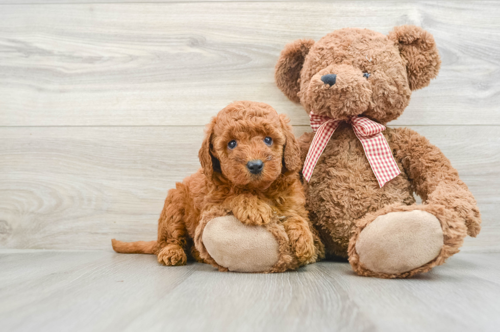 7 week old Mini Goldendoodle Puppy For Sale - Pilesgrove Pups