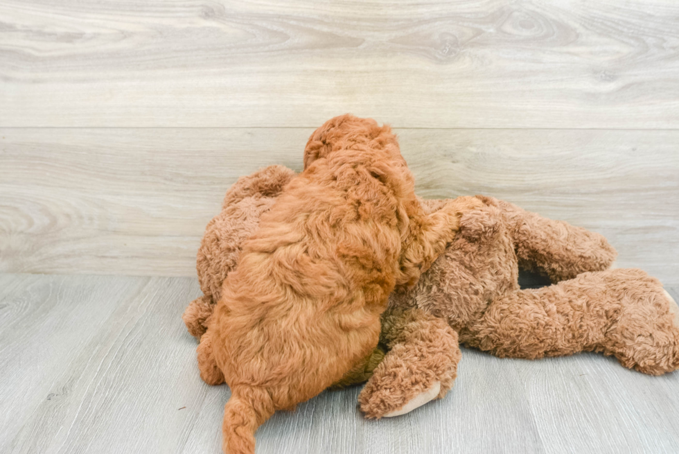 Friendly Mini Goldendoodle Baby