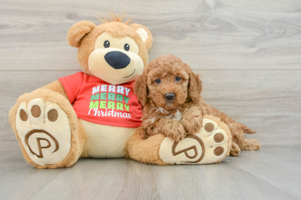 Mini Goldendoodle Pup Being Cute