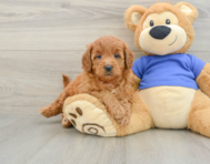 6 week old Mini Goldendoodle Puppy For Sale - Pilesgrove Pups