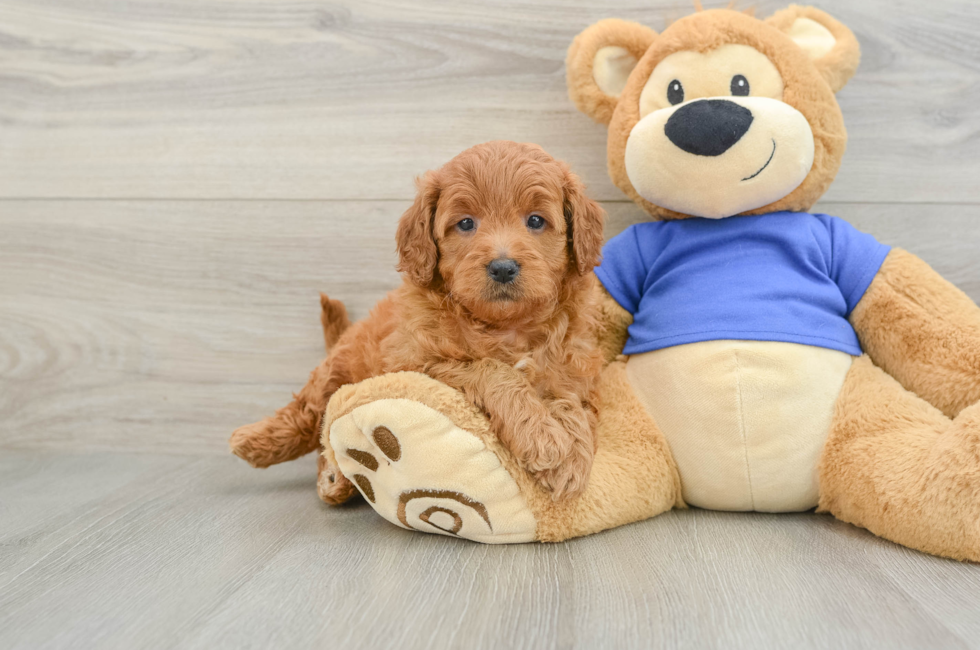 6 week old Mini Goldendoodle Puppy For Sale - Pilesgrove Pups