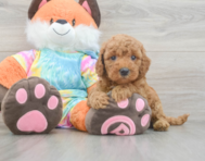 7 week old Mini Goldendoodle Puppy For Sale - Pilesgrove Pups