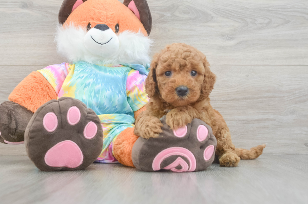 5 week old Mini Goldendoodle Puppy For Sale - Pilesgrove Pups