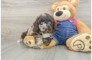 Mini Goldendoodle Puppy for Adoption