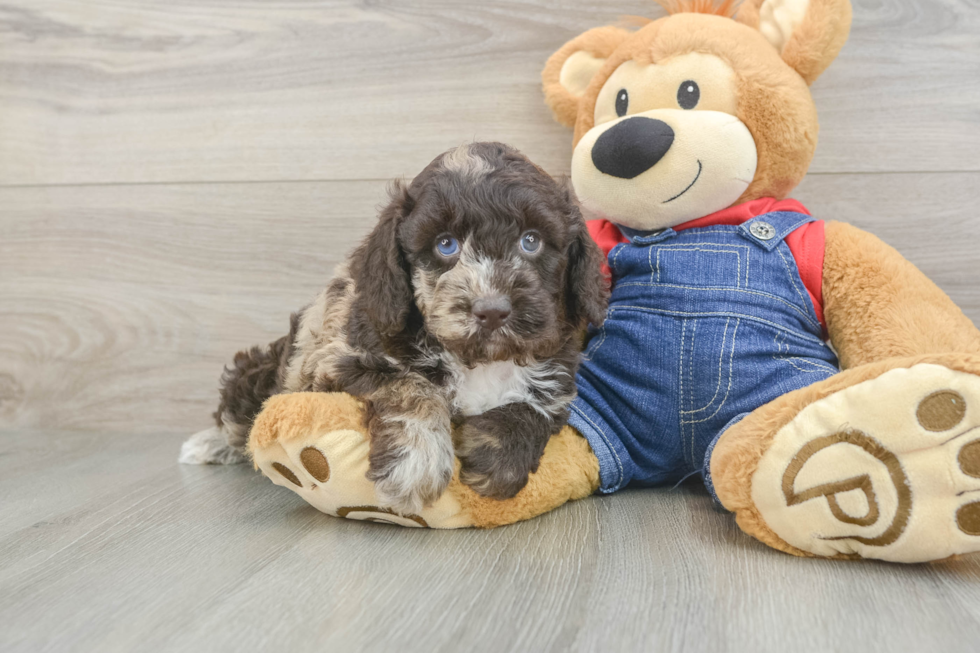 Mini Goldendoodle Puppy for Adoption