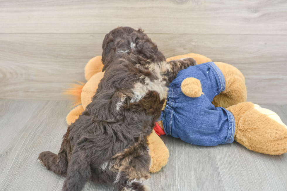 Mini Goldendoodle Pup Being Cute