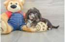 Best Mini Goldendoodle Baby