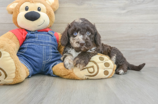 Best Mini Goldendoodle Baby