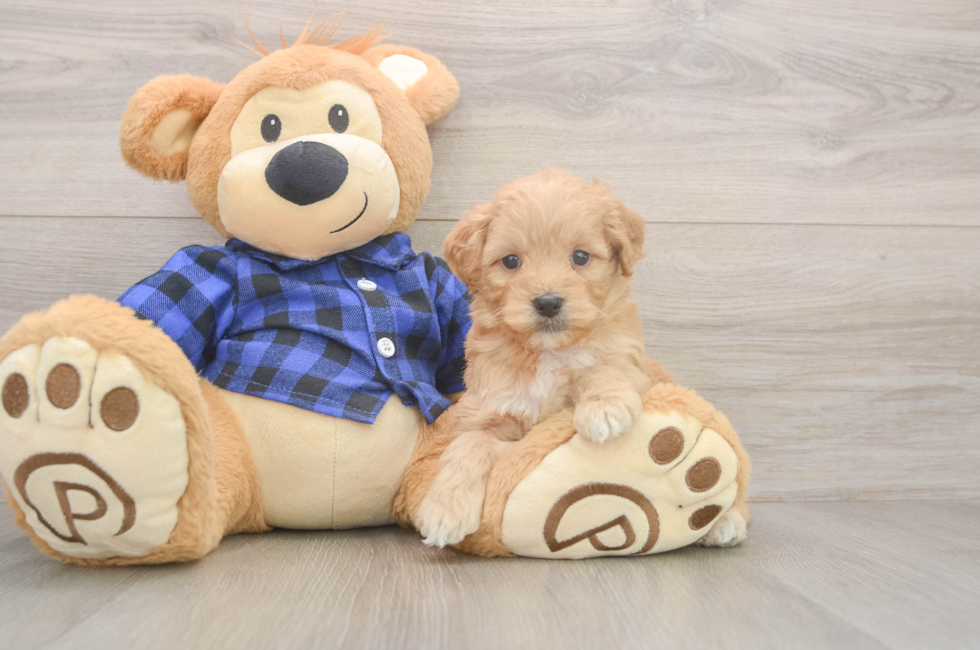 6 week old Mini Goldendoodle Puppy For Sale - Pilesgrove Pups