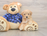 7 week old Mini Goldendoodle Puppy For Sale - Pilesgrove Pups 7 week old Mini Goldendoodle Puppy For Sale - Pilesgrove Pups