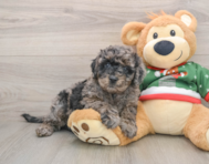 7 week old Mini Goldendoodle Puppy For Sale - Pilesgrove Pups