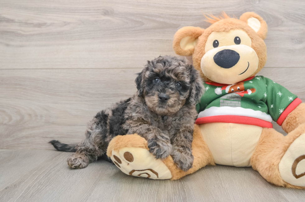 6 week old Mini Goldendoodle Puppy For Sale - Pilesgrove Pups