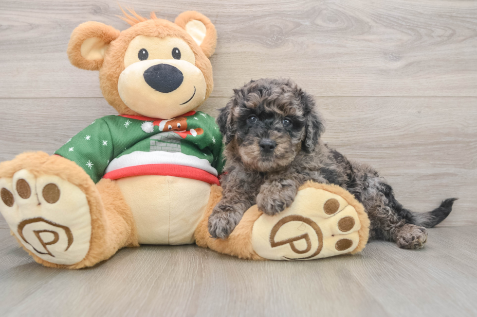 Smart Mini Goldendoodle Poodle Mix Pup