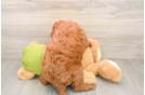 Petite Mini Goldendoodle Poodle Mix Pup
