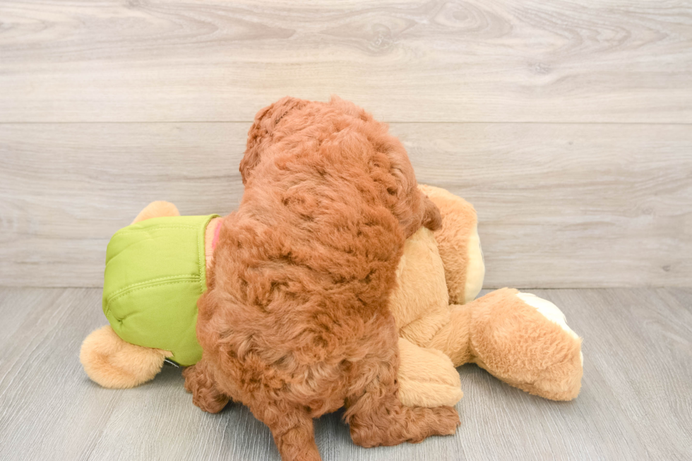 Petite Mini Goldendoodle Poodle Mix Pup