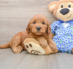 5 week old Mini Goldendoodle Puppy For Sale - Pilesgrove Pups