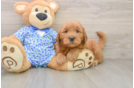Energetic Golden Doodle Poodle Mix Puppy