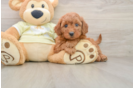 Best Mini Goldendoodle Baby
