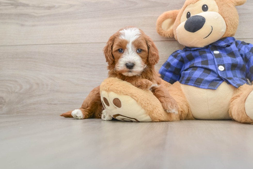 Friendly Mini Goldendoodle Baby