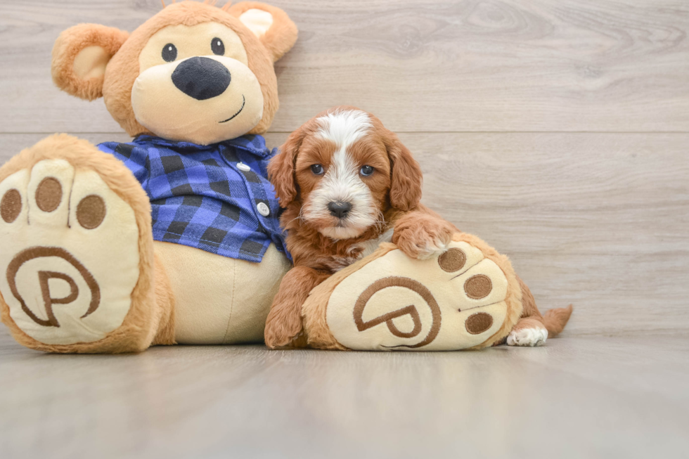 Best Mini Goldendoodle Baby