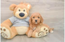Mini Goldendoodle Puppy for Adoption