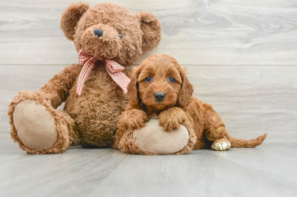 7 week old Mini Goldendoodle Puppy For Sale - Pilesgrove Pups