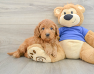 7 week old Mini Goldendoodle Puppy For Sale - Pilesgrove Pups
